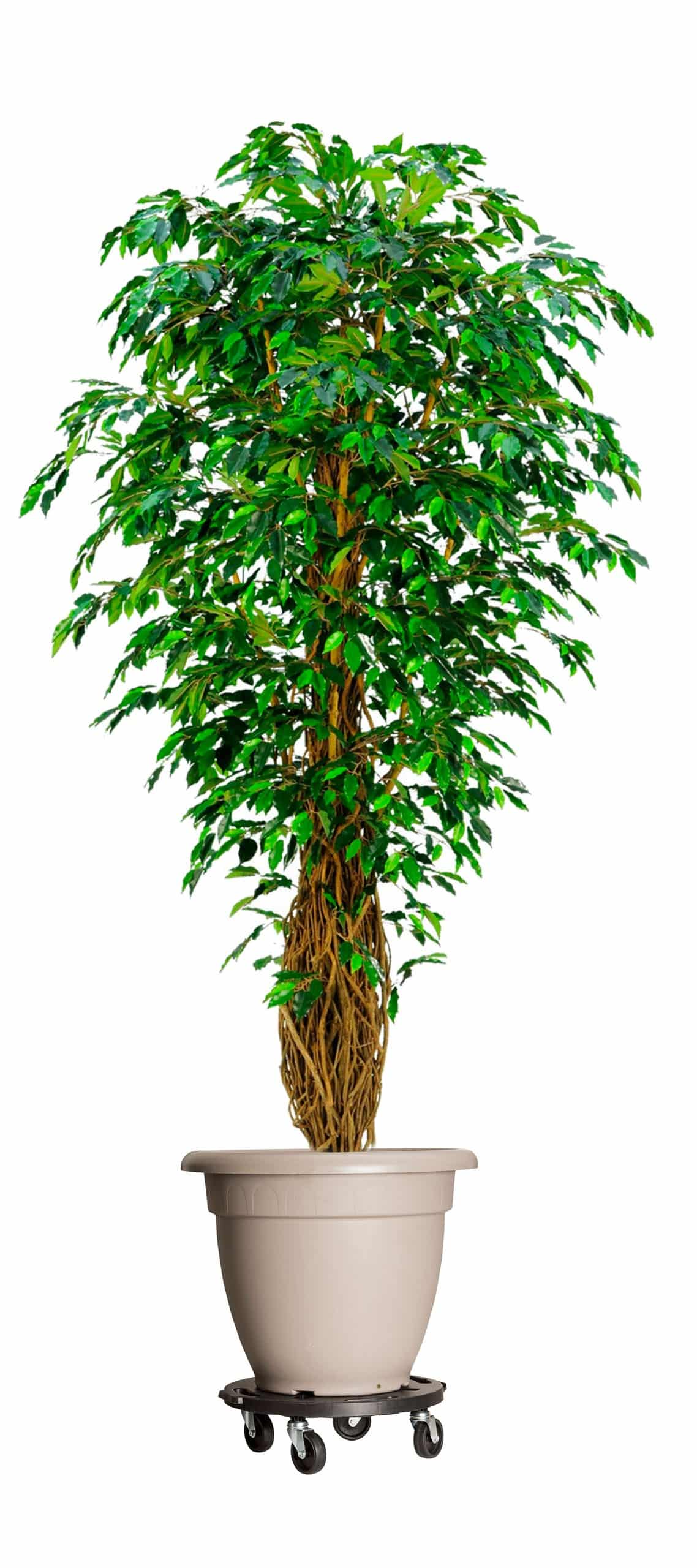 עגלת משא - דולי עגולה 4 גלגלים